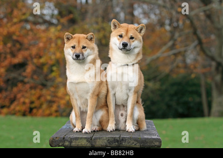 Zwei Shiba Inus nebeneinander auf einem Stein sitzend Stockfoto