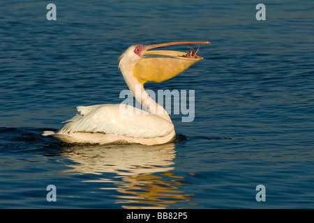 Weißer Pelikan (Pelecanus Onocrotalus), fangen Fische, Walvisbay, Namibia, Afrika Stockfoto