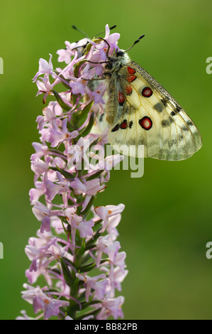 Apollo (Apollo schon) ruht auf einer Orchidee, duftende Orchidee (Gymnadenia Conopsea), Schwäbische Alb, Baden-Württemberg, Deutschland Stockfoto