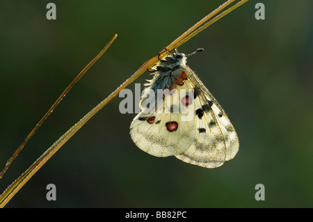 Apollo (Apollo schon) ruht auf einem Rasen-Stiel mit Tau bedeckt sinkt, Schwäbische Alb, Baden-Württemberg, Deutschland, Europa Stockfoto