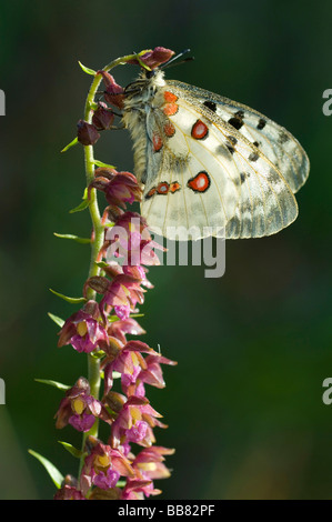 Apollo (Apollo schon) ruht auf einer Orchidee, Dark Red Helleborine (Epipactis Atrorubens), Hintergrundbeleuchtung, Schwäbische Alb, Baden-Wuert Stockfoto