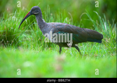 Hadada Ibis (Bostrychia Hagedash), Mount Kenya National Park, Kenia, Ostafrika Stockfoto