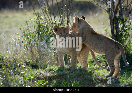 Löwe (Panthera Leo), Jungen spielen, Masai Mara National Reserve, Kenia, Ostafrika Stockfoto