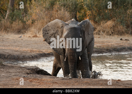 Afrikanischer Elefant (Loxodonta Africana). Stockfoto