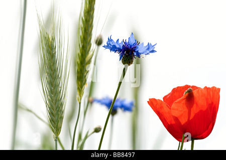 Kornblumen, Mohnblüte und Weizen Stockfoto