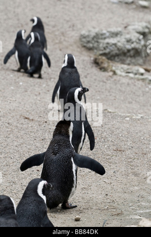 Eine Reihe von Humboldt-Pinguinen (Peruanische Pinguine) Stockfoto