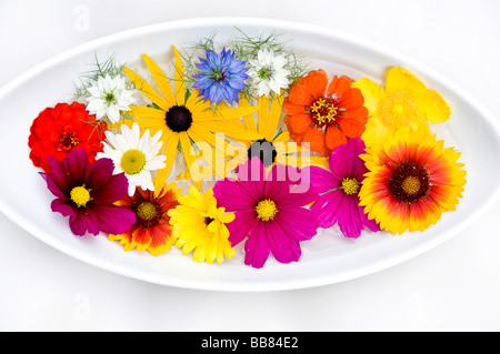 Weiße Schale mit bunten Sommerblumen Stockfoto