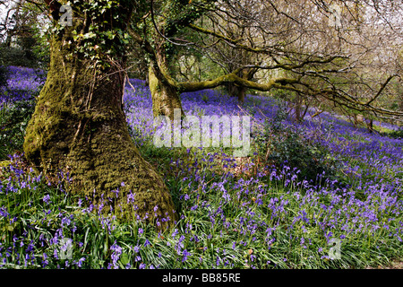 Bluebell Wald nahe dem Dorf Batcombe in der Dorset Downs Stockfoto