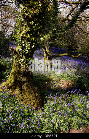 Bluebell Wald nahe dem Dorf Batcombe in der Dorset Downs Stockfoto