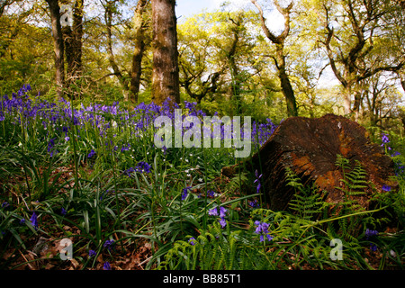 Bluebell Wald nahe dem Dorf Batcombe in der Dorset Downs Stockfoto