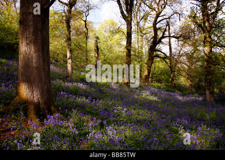 Eine schattige Lichtung in Bluebell Wäldern nahe dem Dorf Batcombe in der Dorset Downs Stockfoto