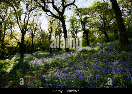 Eine schattige Lichtung in Bluebell Wäldern nahe dem Dorf Batcombe in der Dorset Downs Stockfoto