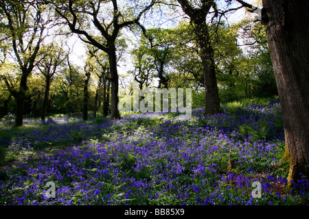 Eine schattige Lichtung in Bluebell Wäldern nahe dem Dorf Batcombe in der Dorset Downs Stockfoto