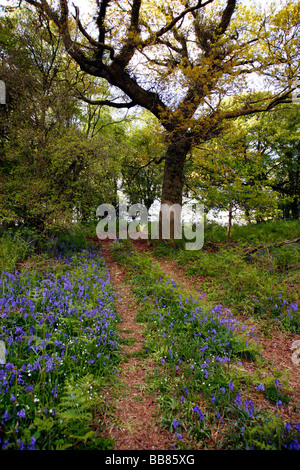 Weg durch Bluebell Wald nahe dem Dorf Batcombe in der Dorset Downs Stockfoto