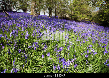 Bluebell Wald nahe dem Dorf Batcombe in der Dorset Downs Stockfoto