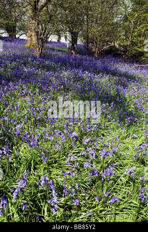 Bluebell Wald nahe dem Dorf Batcombe in der Dorset Downs Stockfoto