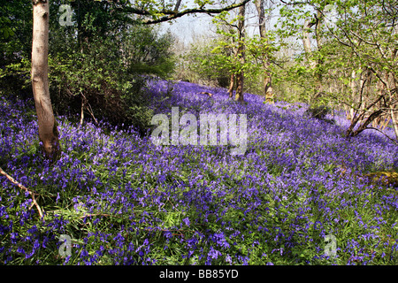 Bluebell Wald nahe dem Dorf Batcombe in der Dorset Downs Stockfoto