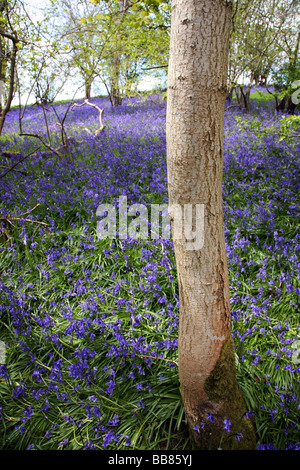 Bluebell Wald nahe dem Dorf Batcombe in der Dorset Downs Stockfoto