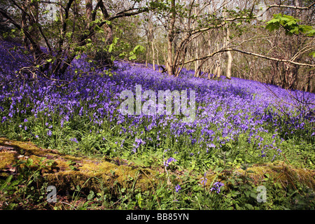 Bluebell Wald nahe dem Dorf Batcombe in der Dorset Downs Stockfoto