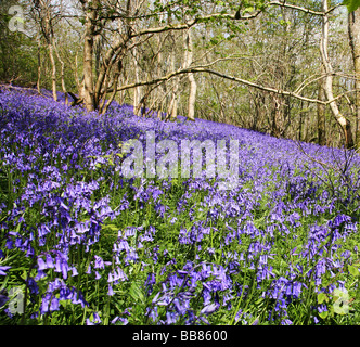 Bluebell Wald nahe dem Dorf Batcombe in der Dorset Downs Stockfoto