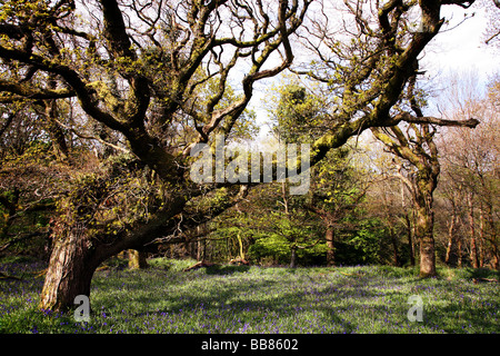 Bluebell Wald nahe dem Dorf Batcombe in der Dorset Downs Stockfoto