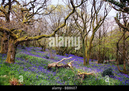 Bluebell Wald nahe dem Dorf Batcombe in der Dorset Downs Stockfoto