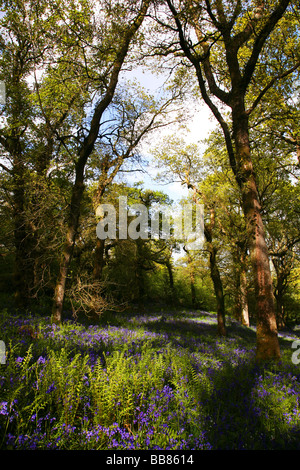 Weg durch Bluebell Wald nahe dem Dorf Batcombe in der Dorset Downs Stockfoto