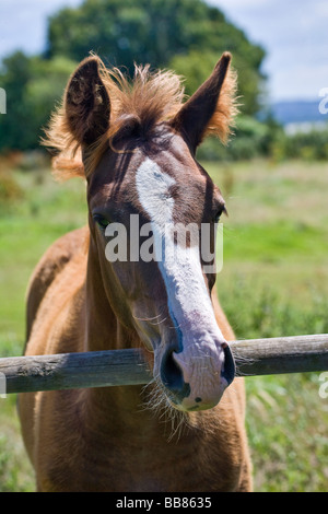 Junge Fohlen über Fance Schiene. Stockfoto