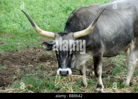 Maremma lange gehörnten Vieh im Gestrüpp genannt Macchia in der Region Toskana Maremma genannt Stockfoto