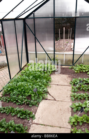 SALAT ERNTEN VON RETTICH ROUGETTE UND JAPANISCHEN GRÜNEN MIZUNA IM BODEN IN EINEM INLÄNDISCHEN GEWÄCHSHAUS WACHSEN. Stockfoto