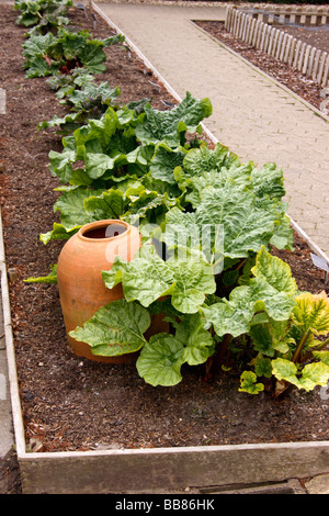 RHABARBER WÄCHST IN EINEM GEMÜSEGARTEN NEBEN KANOPE ZWINGEN. Stockfoto