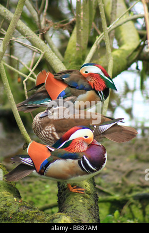 Ruhen Mandarin Enten in Arundel, England Stockfoto