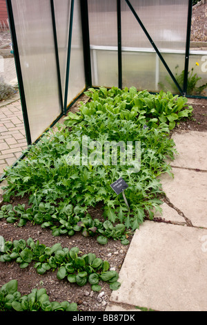 SALAT ERNTEN VON RETTICH ROUGETTE UND JAPANISCHEN GRÜNEN MIZUNA IM BODEN IN EINEM INLÄNDISCHEN GEWÄCHSHAUS WACHSEN. Stockfoto