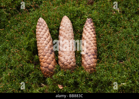 Gemeinsamen Haircap Moss, gemeinsame Haar Moos oder großer Goldilocks (Polytrichum Commune) mit Tannenzapfen Stockfoto