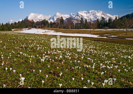 Krokus (Crocus)-Wiese in der Nähe von Gerold, Wettersteingebirge, obere Bayern, Bayern, Deutschland, Europa Stockfoto