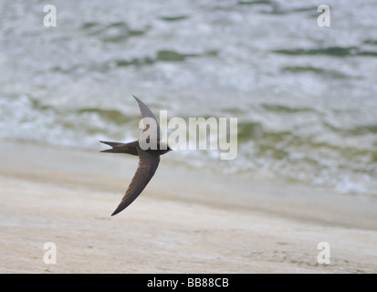 Mauersegler. Apus Apus im Flug über Wasser. Französisch: Martinet Noir Deutsch: Mauersegler Spanisch: Vencejo Común Stockfoto