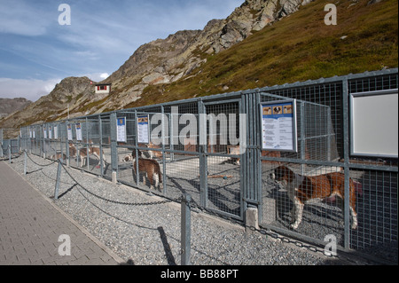 Zwinger, Bernhardiner, großer St. Bernhard-Pass, Wallis, Schweiz, Stockfoto