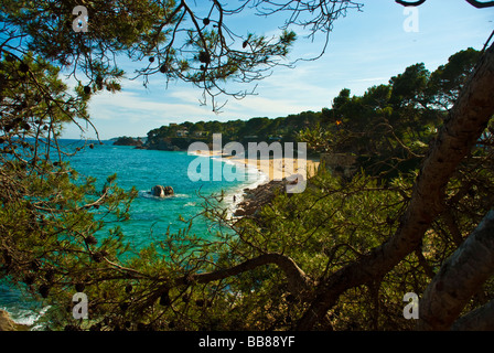 Strand in der Nähe von Palamos mit Baum im Vordergrund Costa Brava Katalonien in Spanien Stockfoto