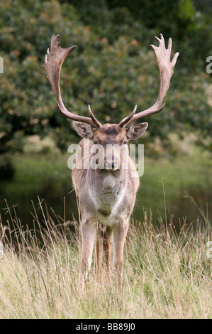 Porträt von Damwild Buck Dama Dama In Rut genommen bei Lyme Park National Trust Reserve, Cheshire, UK Stockfoto