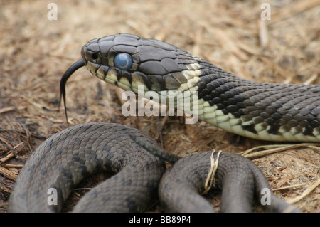 Enge bis der Kopf und gespaltener Zunge der Ringelnatter Natrix Natrix genommen In Cumbria, England, UK Stockfoto