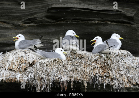 Schwarz-legged Dreizehenmöwen Rissa Tridactyla am Meer Klippe Nester in Northumberland, England, UK Stockfoto