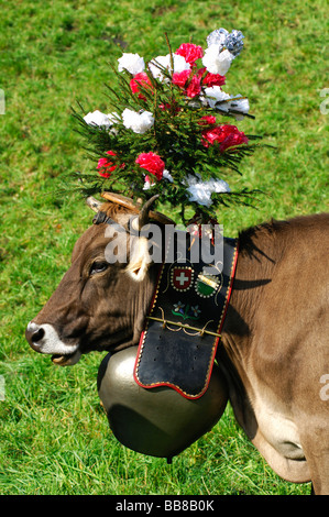 Brown-Swiss Kühe tragen eine große Glocke um den Hals geschmückt für das Zeremoniell Fahrt von Rindern von der Bohranlage Stockfoto