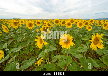 Feld von Sonnenblumen, Suedburgenland, Österreich, Europa Stockfoto