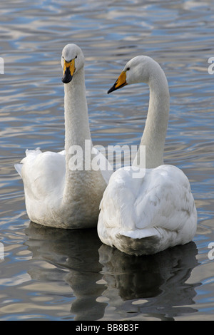 Porträt von paar von Whooper Schwäne Cygnus Cygnus zusammen In Wasser bei Martin bloße WWT, Lancashire UK Stockfoto