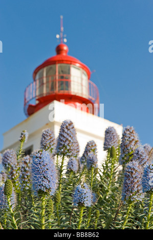 Stolz auf Madeira (Echium fastuosum) vor dem Leuchtturm Ponta do Paargo, Madeira, Portugalv Stockfoto