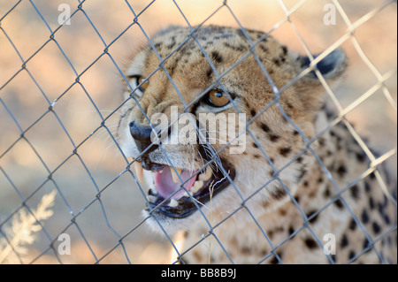 Gepard (Acinonyx Jubatus) in einem Käfig auf dem Zelda Spiel & Gästefarm, Namibia, Afrika Stockfoto