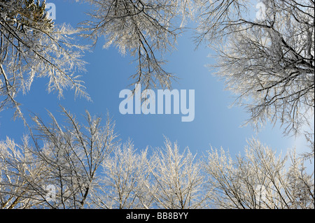 Baumkronen bedeckt in Raureif, Upper Bavaria, Bavaria, Germany Stockfoto