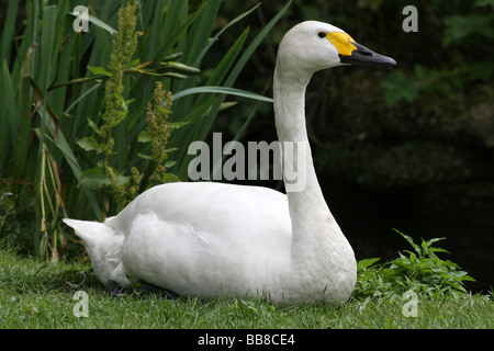 Bewick ´s Schwan Cygnus Bewickii saß auf Rasen genommen bei Martin bloße WWT, Lancashire, UK Stockfoto