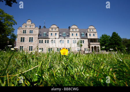 Wiese-Hahnenfuß (Ranunculus Acris) vor dem Schloss Stadthagen, Niedersachsen, Deutschland Stockfoto