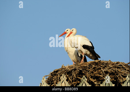 Weißstörche (Ciconia Ciconia) in ihrem nest Stockfoto